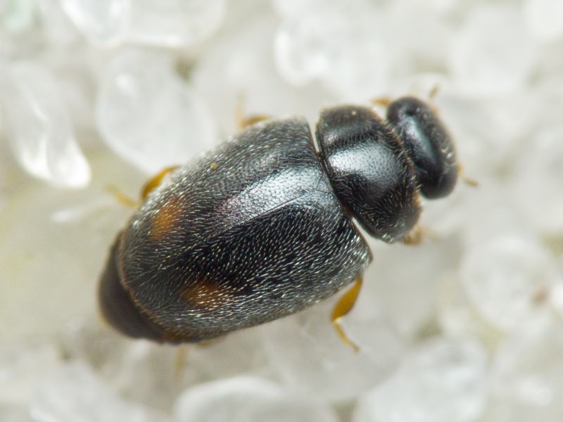 Scymniscus horioni (Fürsch, 1965)